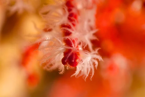 Fotografía submarina de coral rojo . — Foto de Stock
