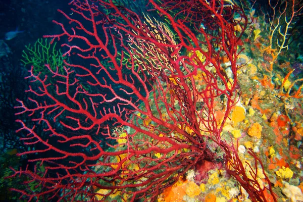 水下摄影的红色海洋生物柳珊瑚 — 图库照片
