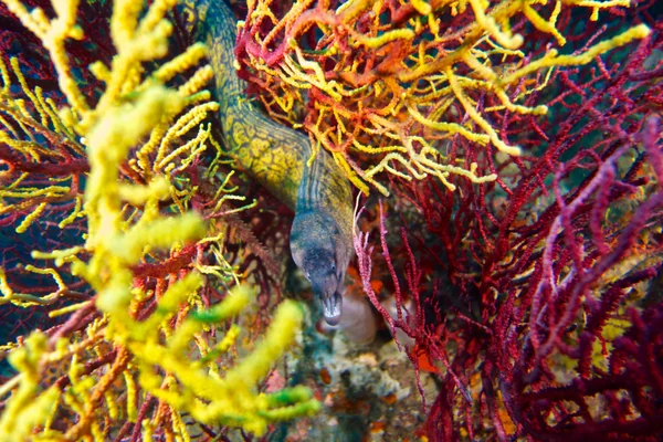 Underwater photography of Red gorgonian — Stock Photo, Image