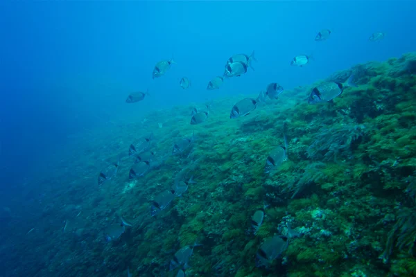 Fotografía submarina de besugo blanco . —  Fotos de Stock