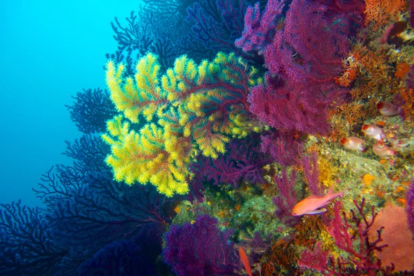 Underwater photography of Red gorgonian — Stock Photo, Image