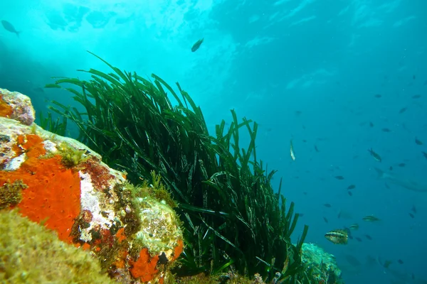 Fotografia subaquática de Posidonia . — Fotografia de Stock