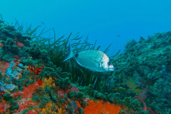 Unterwasserfotografie von Weißbrassen. — Stockfoto
