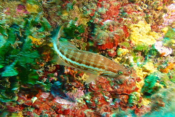 Comber halak a víz alatti fényképezés. — Stock Fotó