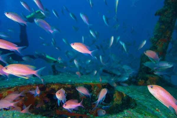 Photographie sous-marine de poissons Anthias — Photo
