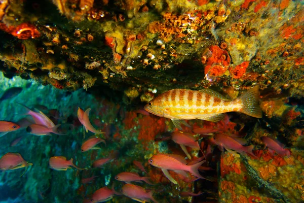 Fotografia subaquática de peixes Comber . — Fotografia de Stock