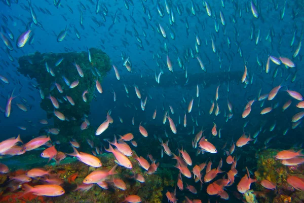 Unterwasseraufnahmen von Anthia-Fischen — Stockfoto