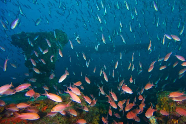 Photographie sous-marine de poissons Anthias — Photo