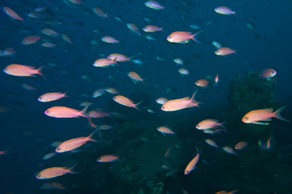 Sualtı fotoğrafçılığı Anthias balık — Stok fotoğraf