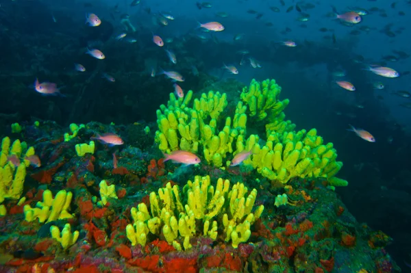 Fotografia subaquática de peixes Anthias — Fotografia de Stock