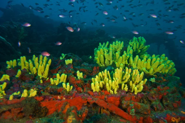 Fotografia subacquea di pesci Anthias — Foto Stock