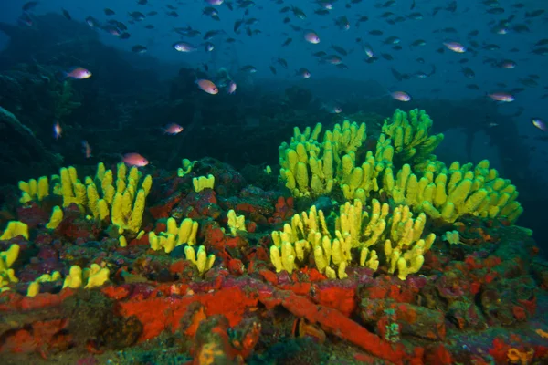 Fotografía submarina de los peces Anthias —  Fotos de Stock