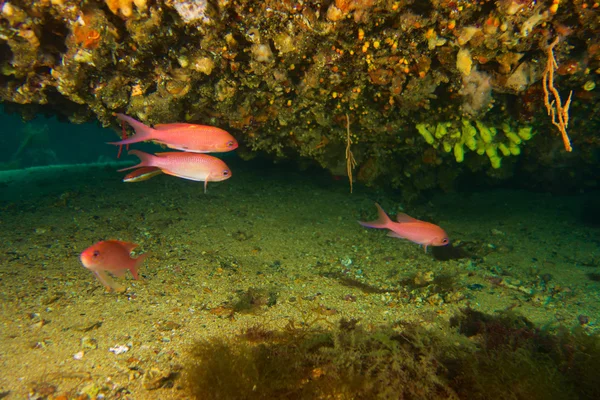 Unterwasseraufnahmen von Anthia-Fischen — Stockfoto