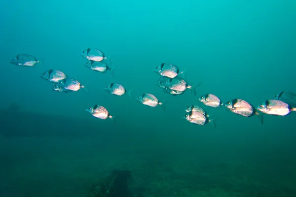 Unterwasserfotografie von Weißbrassen — Stockfoto