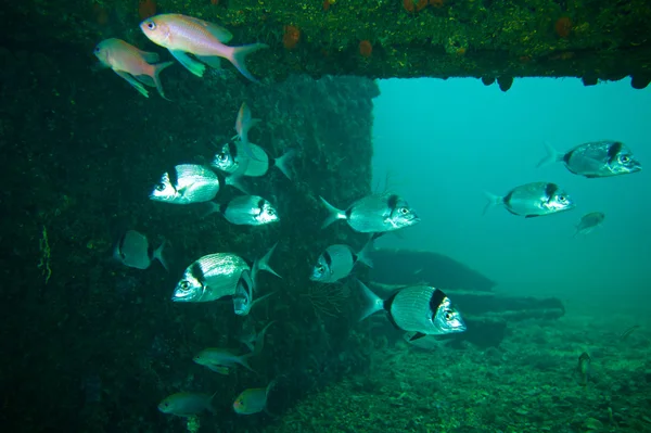 Fotografi bawah air dari bream laut putih — Stok Foto