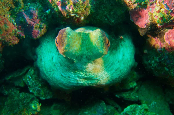 Підводна фотографія восьминіг — стокове фото