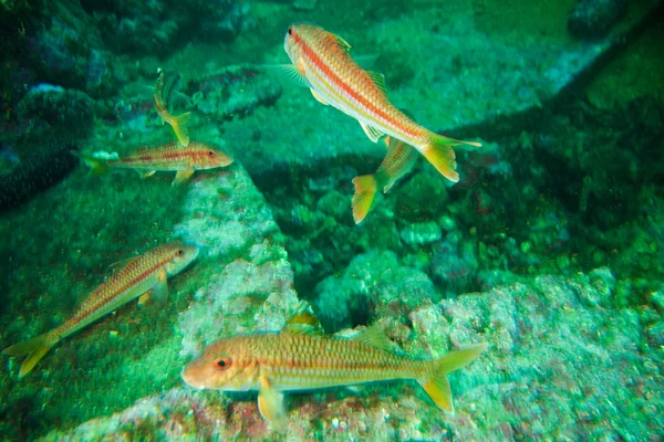 Underwater photography of Striped red mullet — Stock Photo, Image