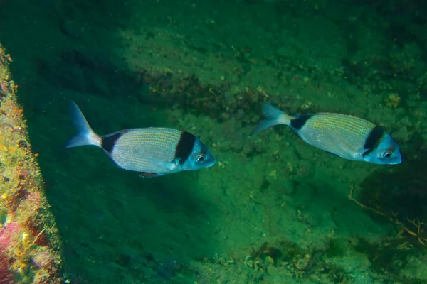 Víz alatti fényképezés, a fehér-tengeri keszeg — Stock Fotó