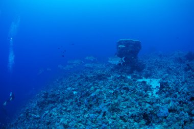 Kocagözlü trevally balık