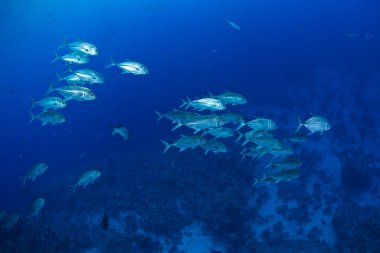 Kocagözlü trevally balık