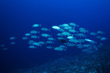 Kocagözlü trevally balık