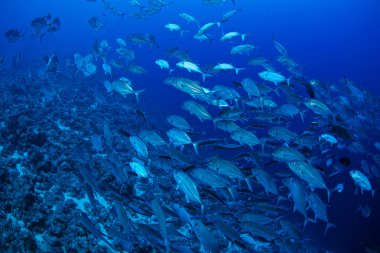 Kocagözlü trevally balık