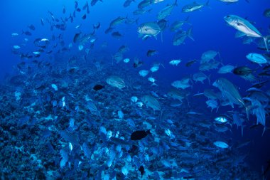 Kocagözlü trevally balık