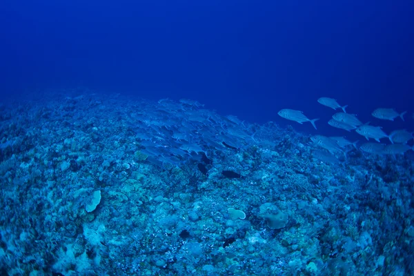 Bigeye trevally fish — Stock Photo, Image