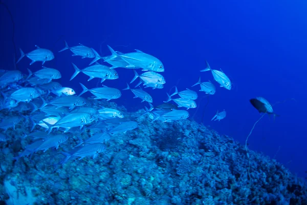 Grootoogtonijn trevally vis — Stockfoto