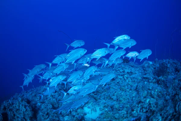 Bigeye trevally peixe — Fotografia de Stock