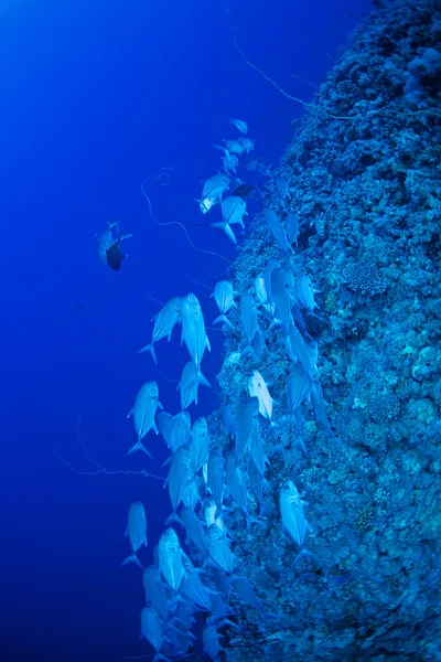 Nagyszemű trevally hal — Stock Fotó