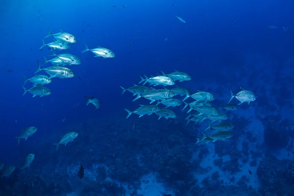 Storögd trevally fisk — Stockfoto