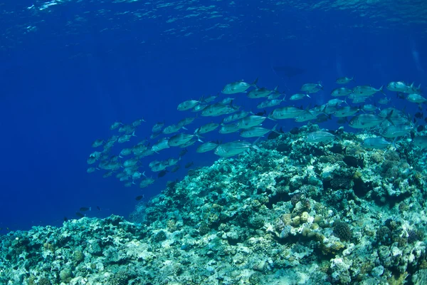 Kocagözlü trevally balık — Stok fotoğraf