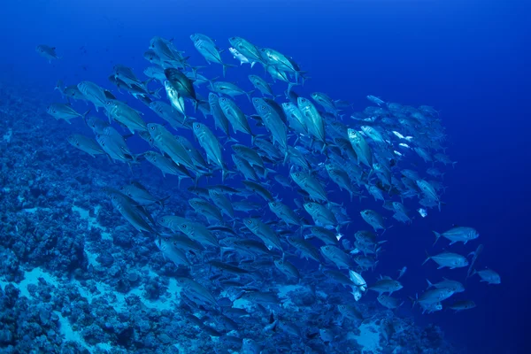 Kocagözlü trevally balık — Stok fotoğraf