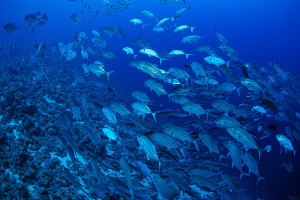 Poisson trépidant à gros yeux — Photo