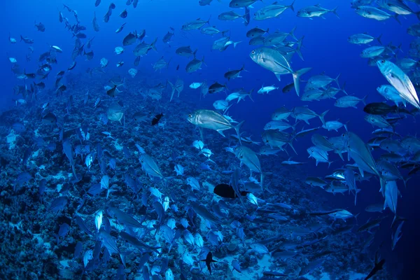 Bigeye trevally fish — Stock Photo, Image