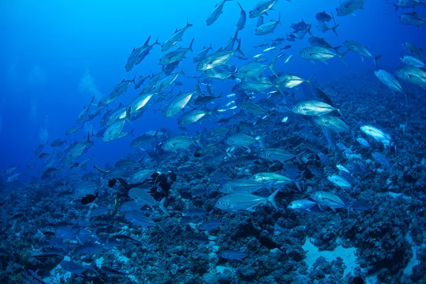 Kocagözlü trevally balık
