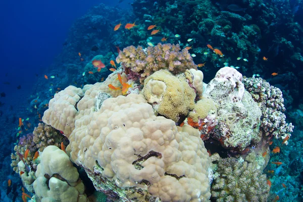 Reef and coral — Stock Photo, Image