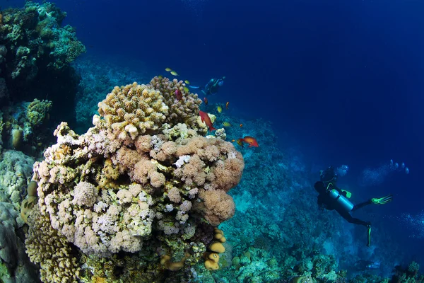 Arrecife y coral — Foto de Stock