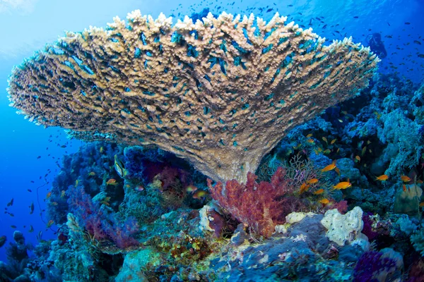 Reef and coral — Stock Photo, Image