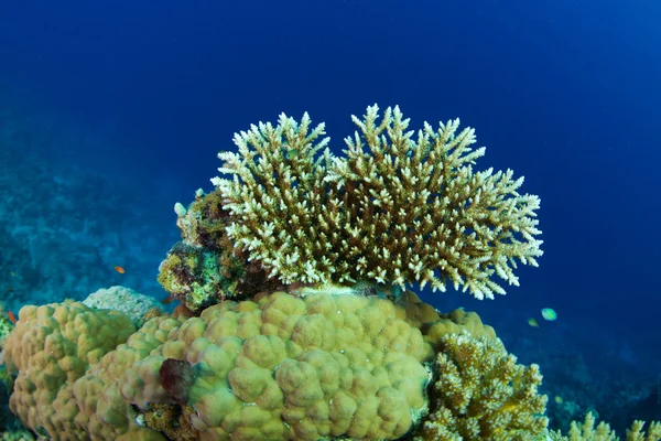 Reef and coral — Stock Photo, Image