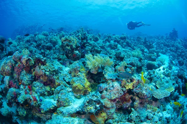 Récif et corail — Photo