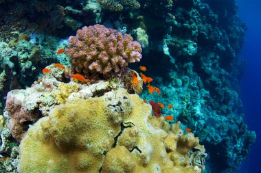 Resif ve mercan