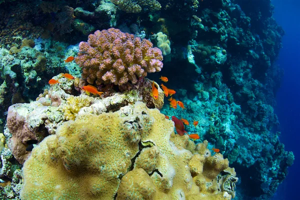 Reef and coral — Stock Photo, Image