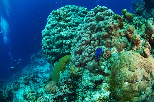Arrecife y coral — Foto de Stock