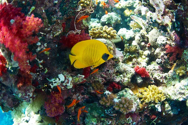 Blue cheek butterfly fish — Stock Photo, Image