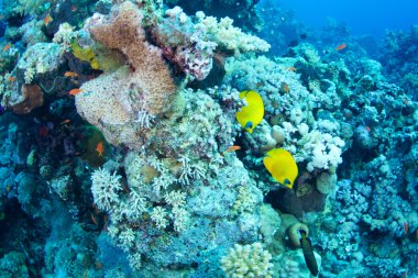 Mavi yanak kelebek balık