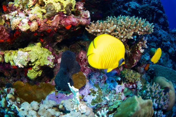 Blue cheek butterfly fish — Stock Photo, Image