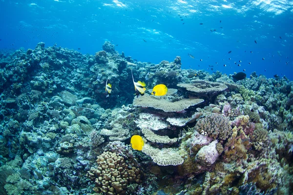 Blue cheek butterfly fish — Stock Photo, Image