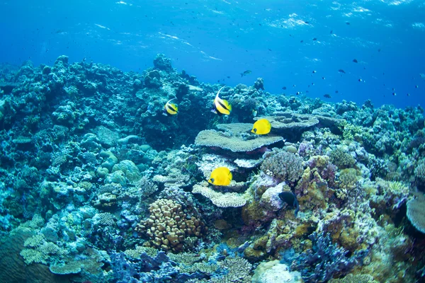 Blue cheek butterfly fish — Stock Photo, Image